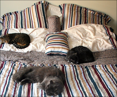 picture of a bed