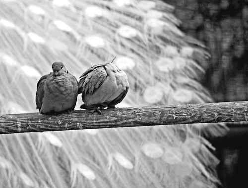 picture of something related to companionship